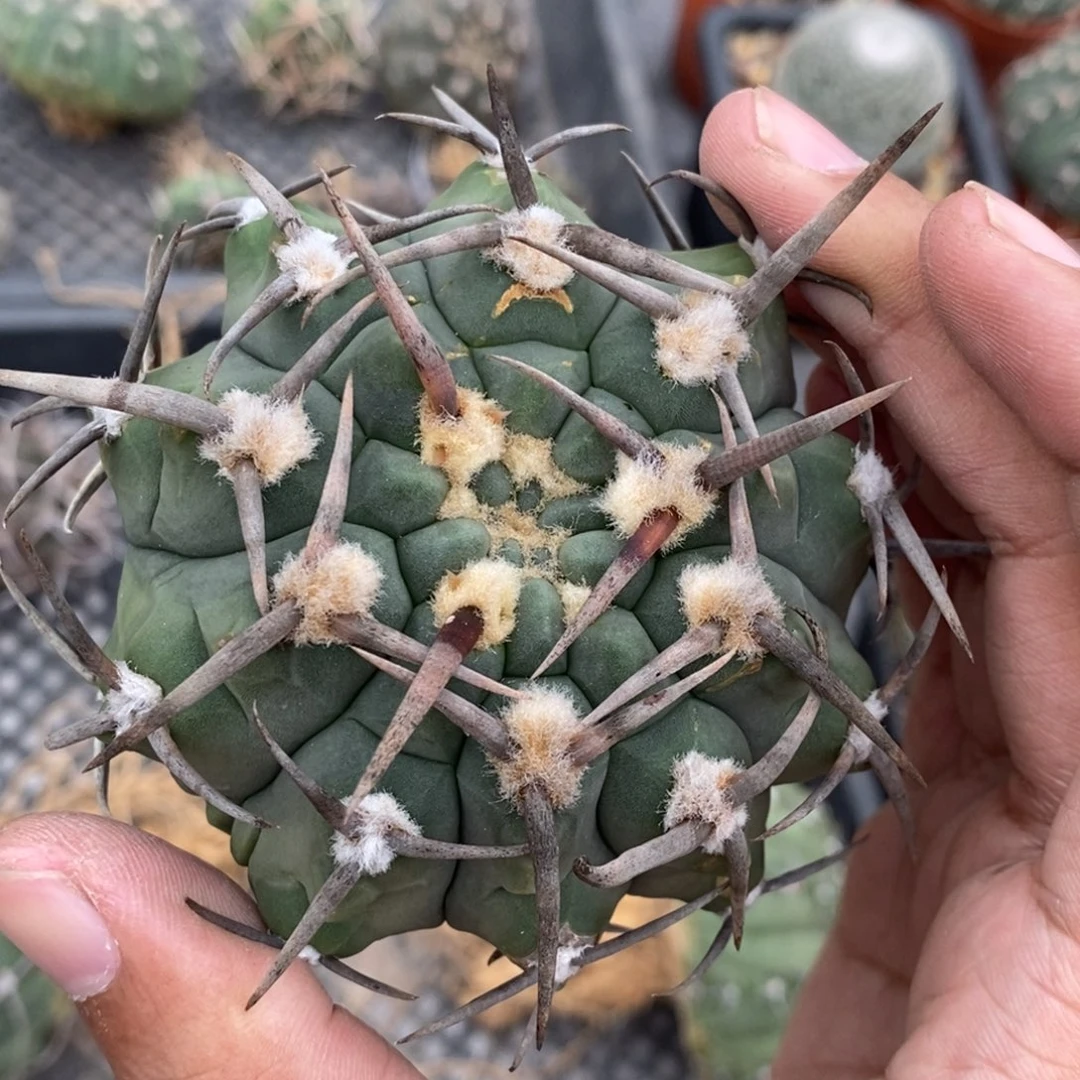 植播园艺626豪刺三枪玉