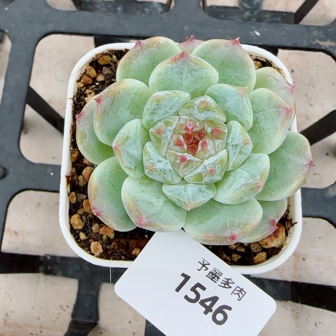 冰魄，1546多肉植物