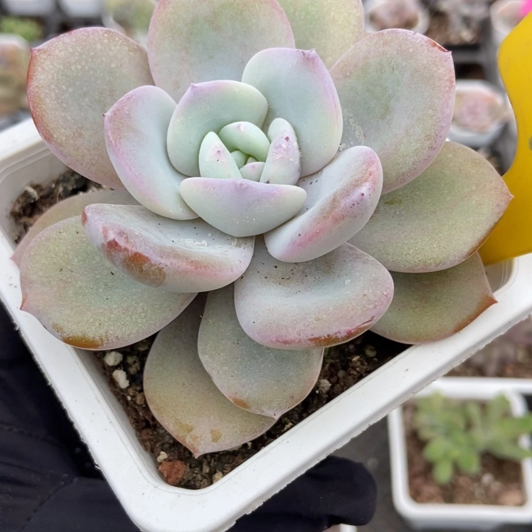 901奶茶多肉植物多肉