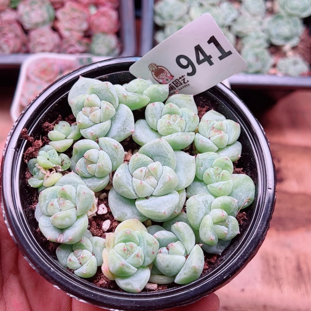 多肉植物多肉植物