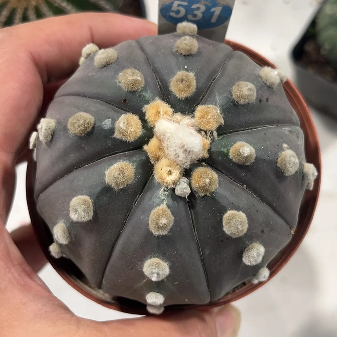 521实生紫皮兜带盆带土