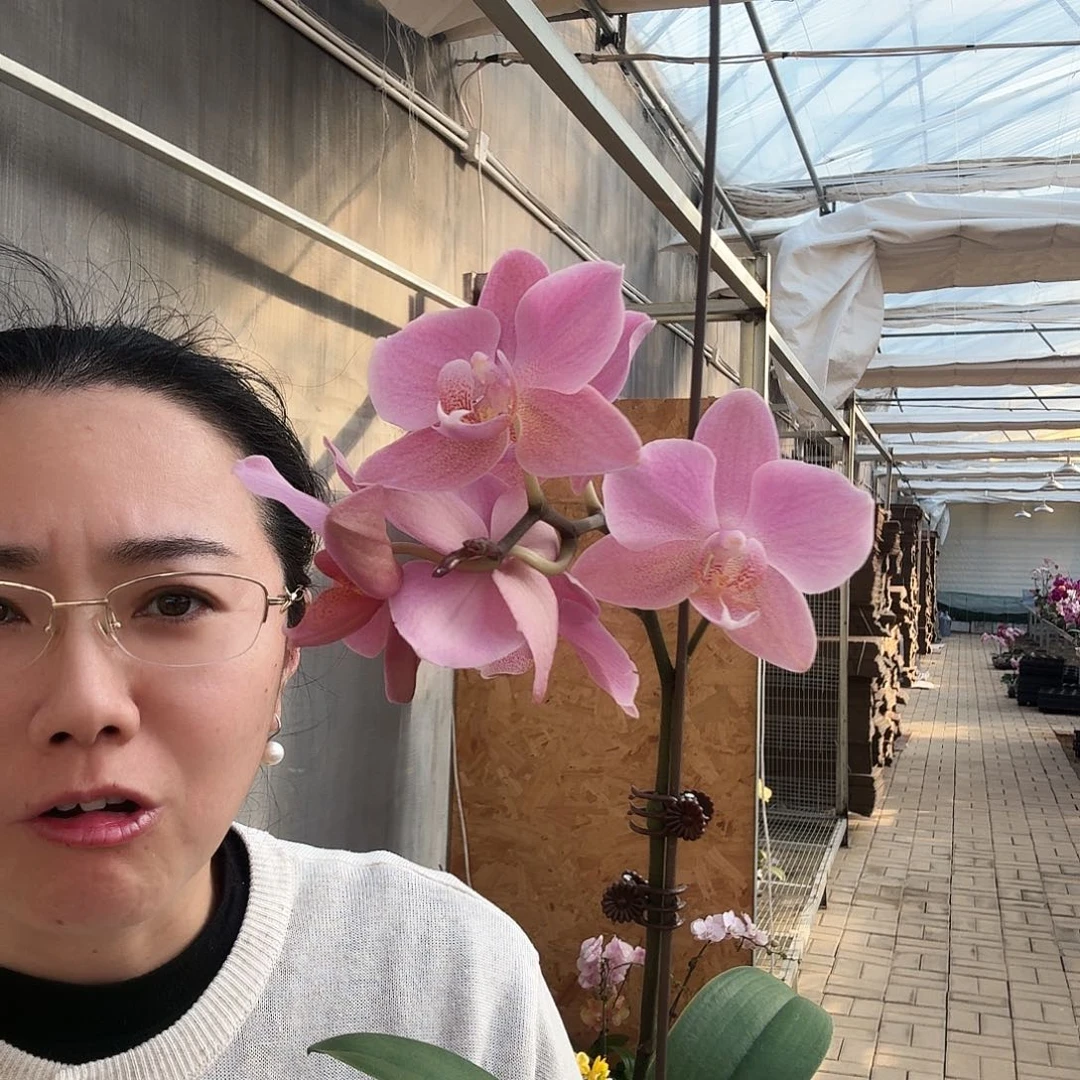 完全开放特拉维索1颗222