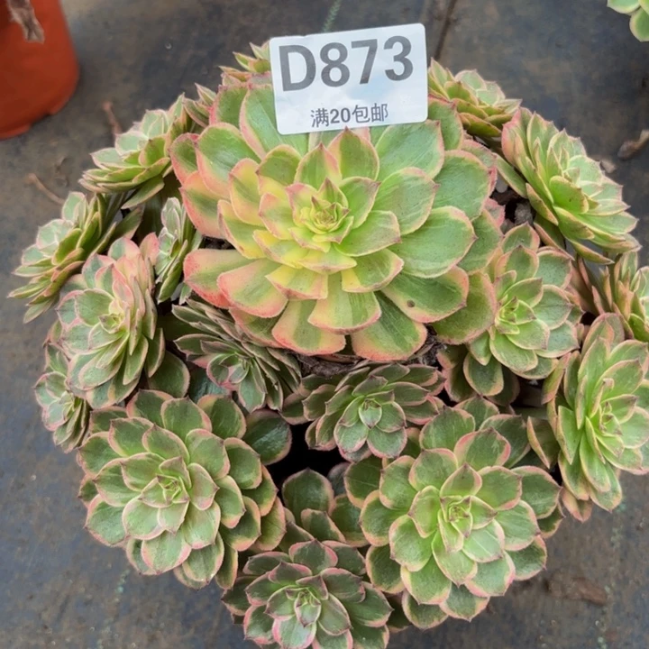 瑞妈多肉植物，873黑膜锦