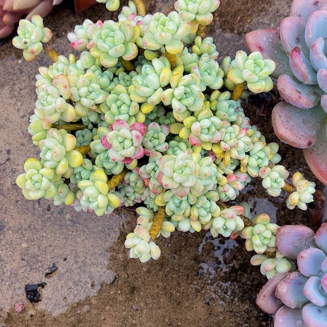 香香劳尔整装整群