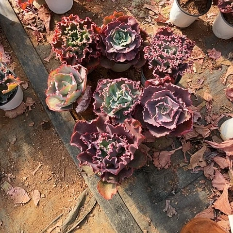 顺**丽多肉植物杂交带赠品 7棵