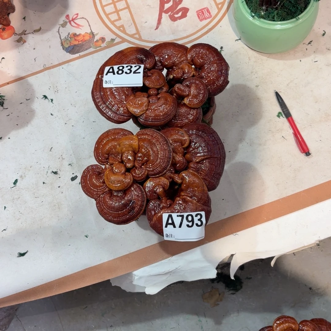 平***淡灵芝8888888888888888888