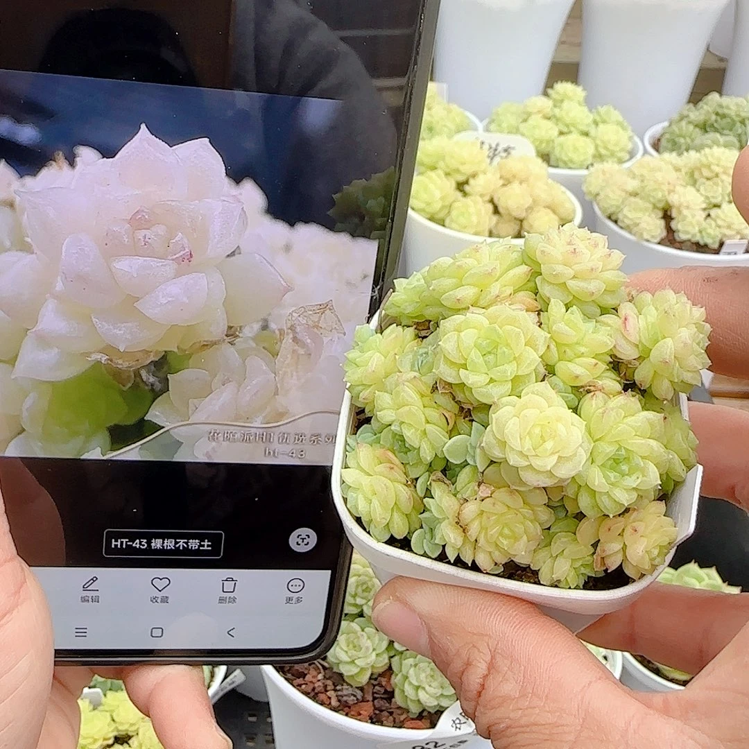 1024-33（ht-43）优选