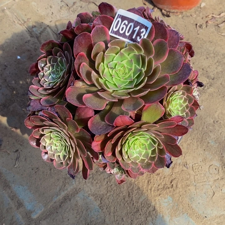 06013号花蝴蝶法师