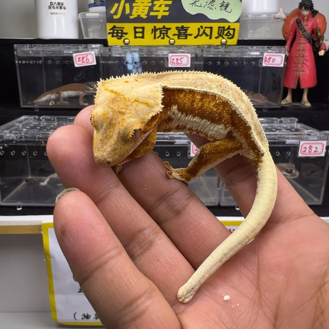 睫角守宫红底满背橙纹三色莉莉