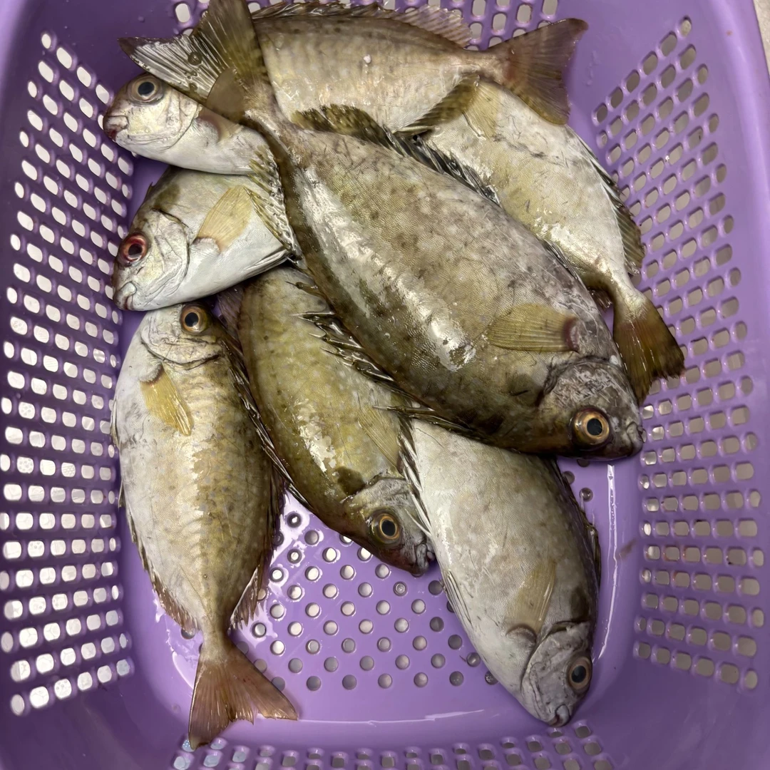 拖网泥猛鱼 3斤（1斤6条左右）帮去肚损耗15%冷冻后眼睛会发黄、微苦