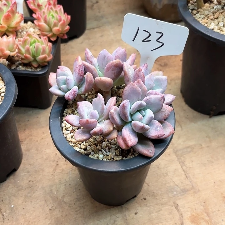 ****多肉植物，噢普123号
