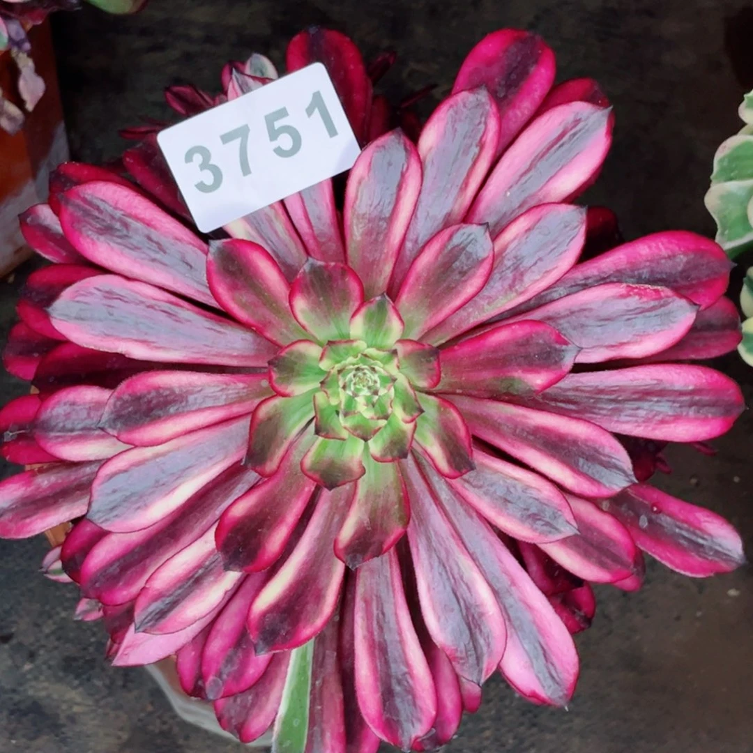 火焰精灵多肉发货