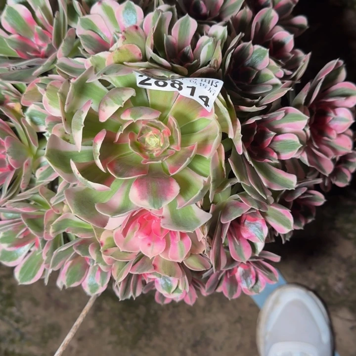 28814南女郎多肉植物