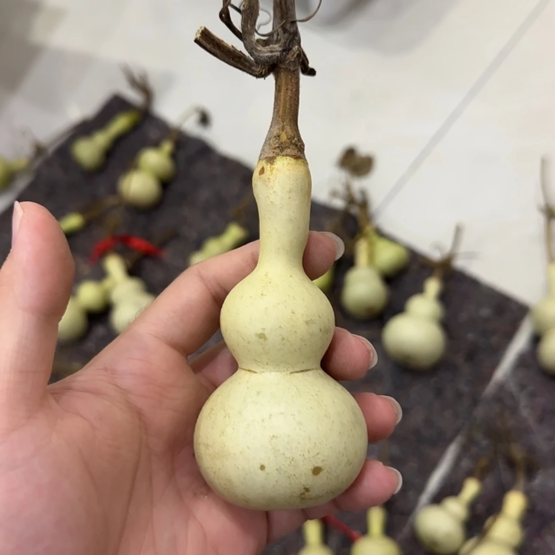 喜***葫葫芦dnddnsndndnsns
