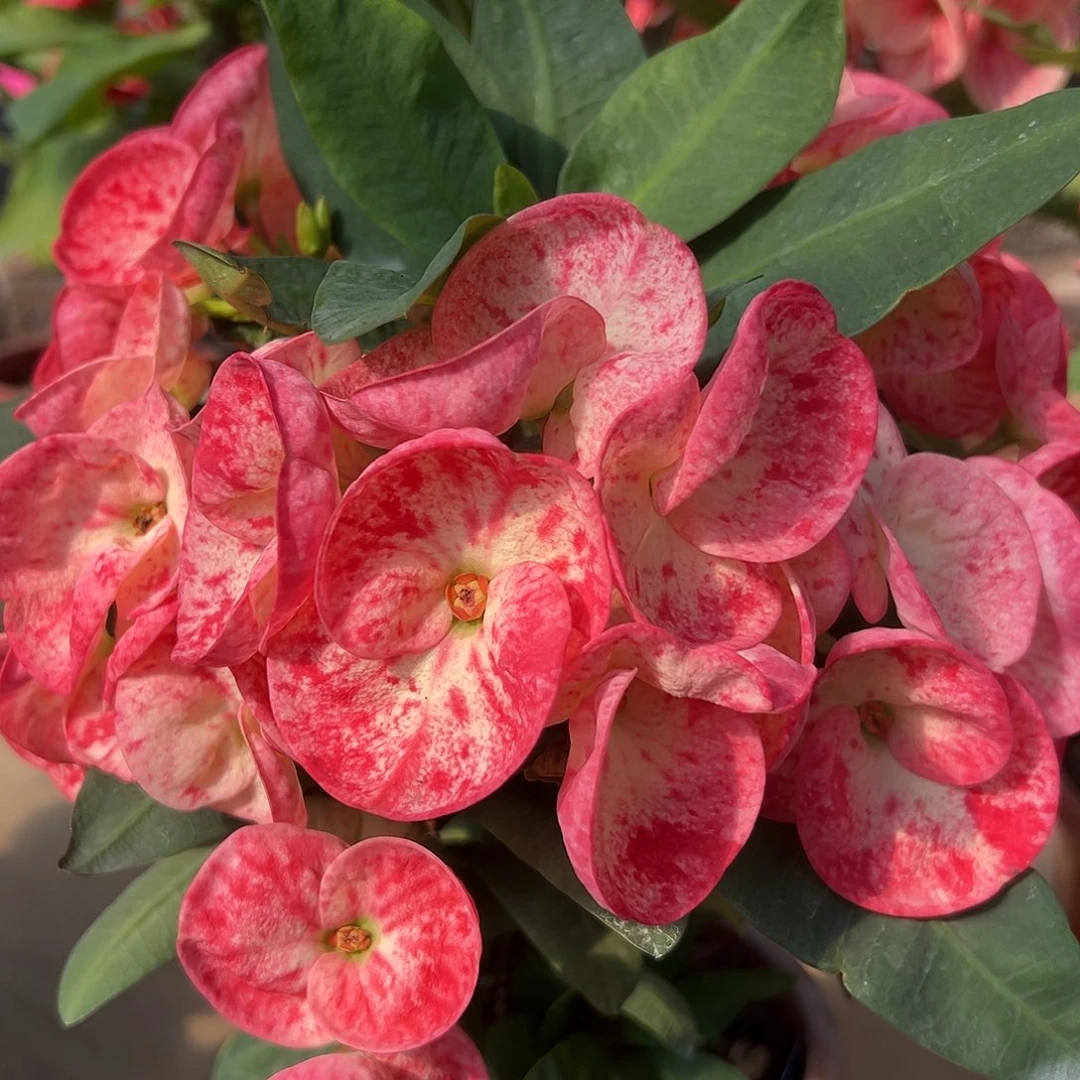 db12泰国大花虎刺梅