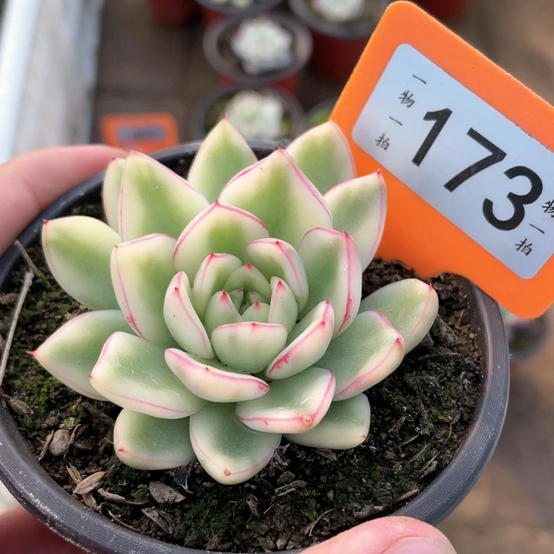 【闪购商品】安*173号