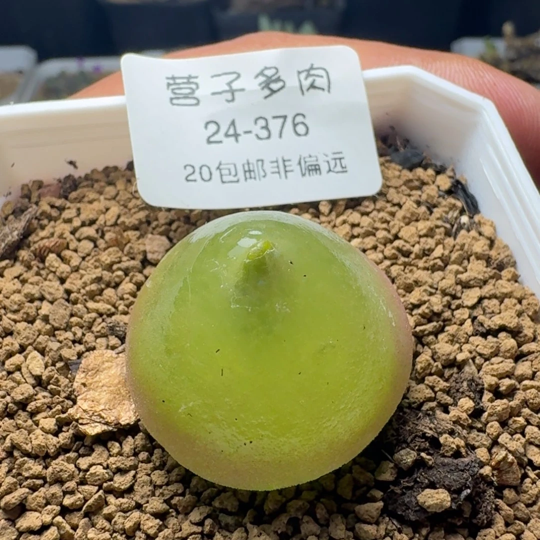 灯泡2.8带盆土
