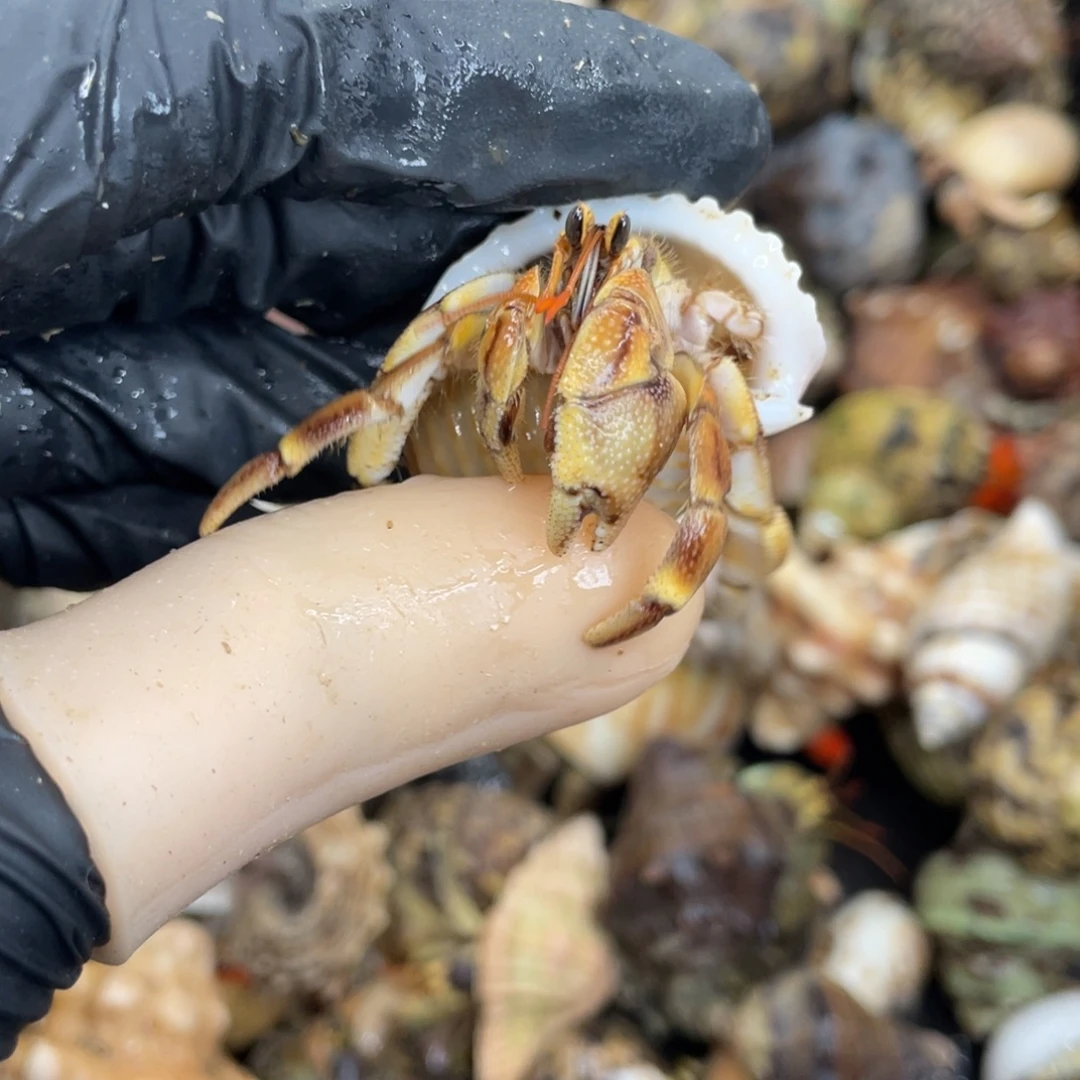 活体宠物不退不换62