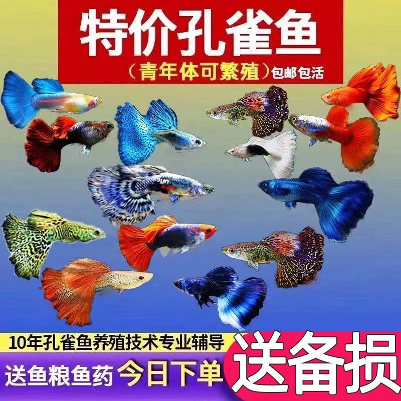 孔雀鱼观赏鱼活体热带小型淡水冷水好养耐活可繁殖