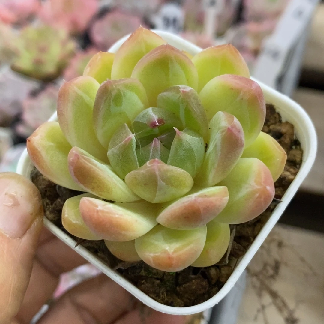 精品多肉一物一拍不包整369