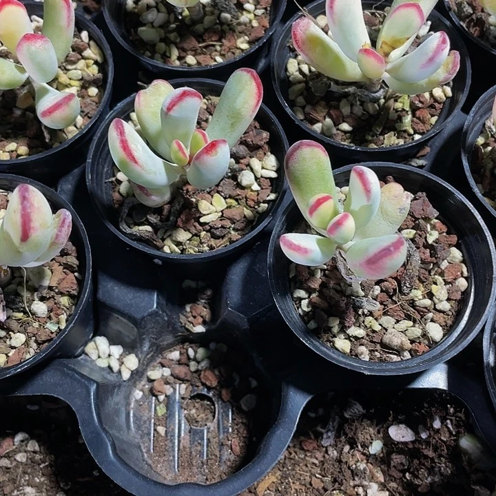 棒叶锦2.8带盆土发