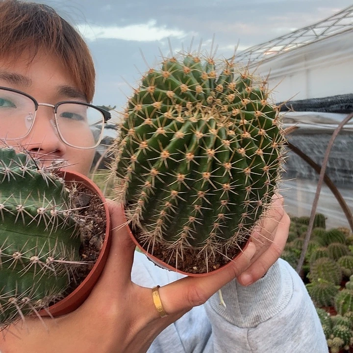 *****无花朵彩草哈哈哈哈哈哈哈