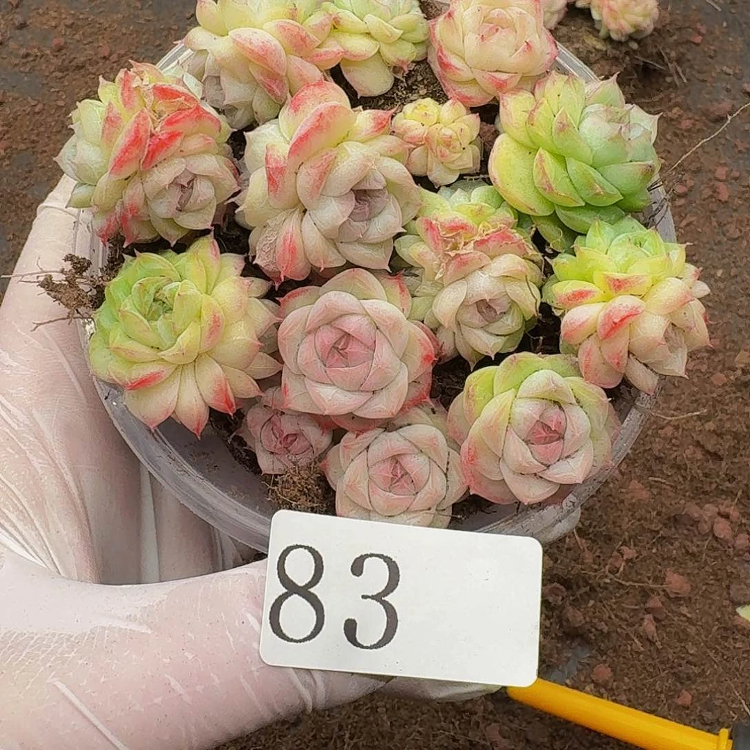 多肉植物多肉植物83