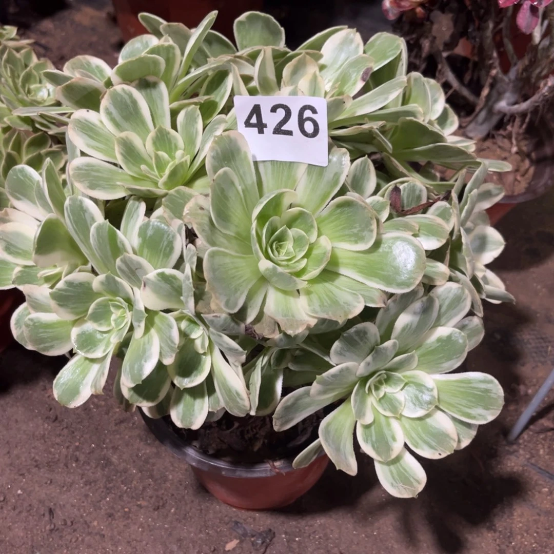 女巫变异多肉法师426号