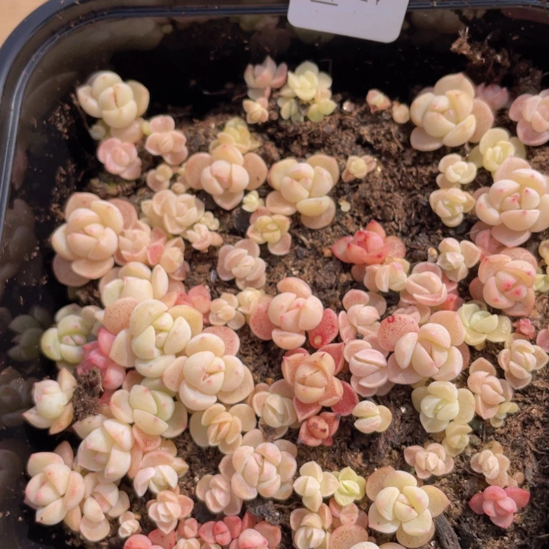 多肉植物多肉植物511