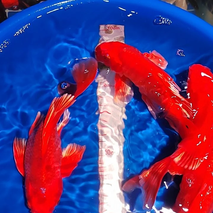 蝴蝶鲤一对一三条