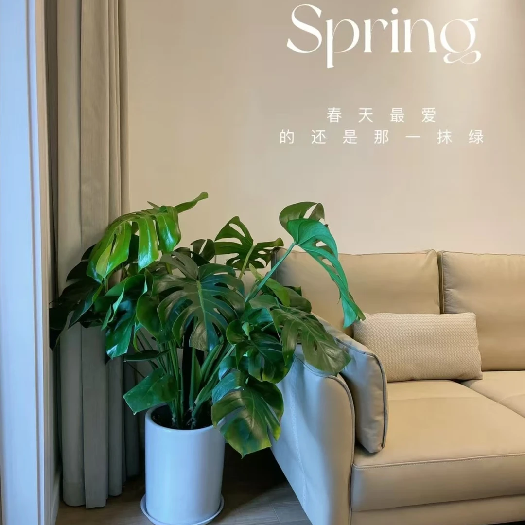 【超A品质农户直发】龟背竹大型网红落地绿植净化空气吸甲醛美观6