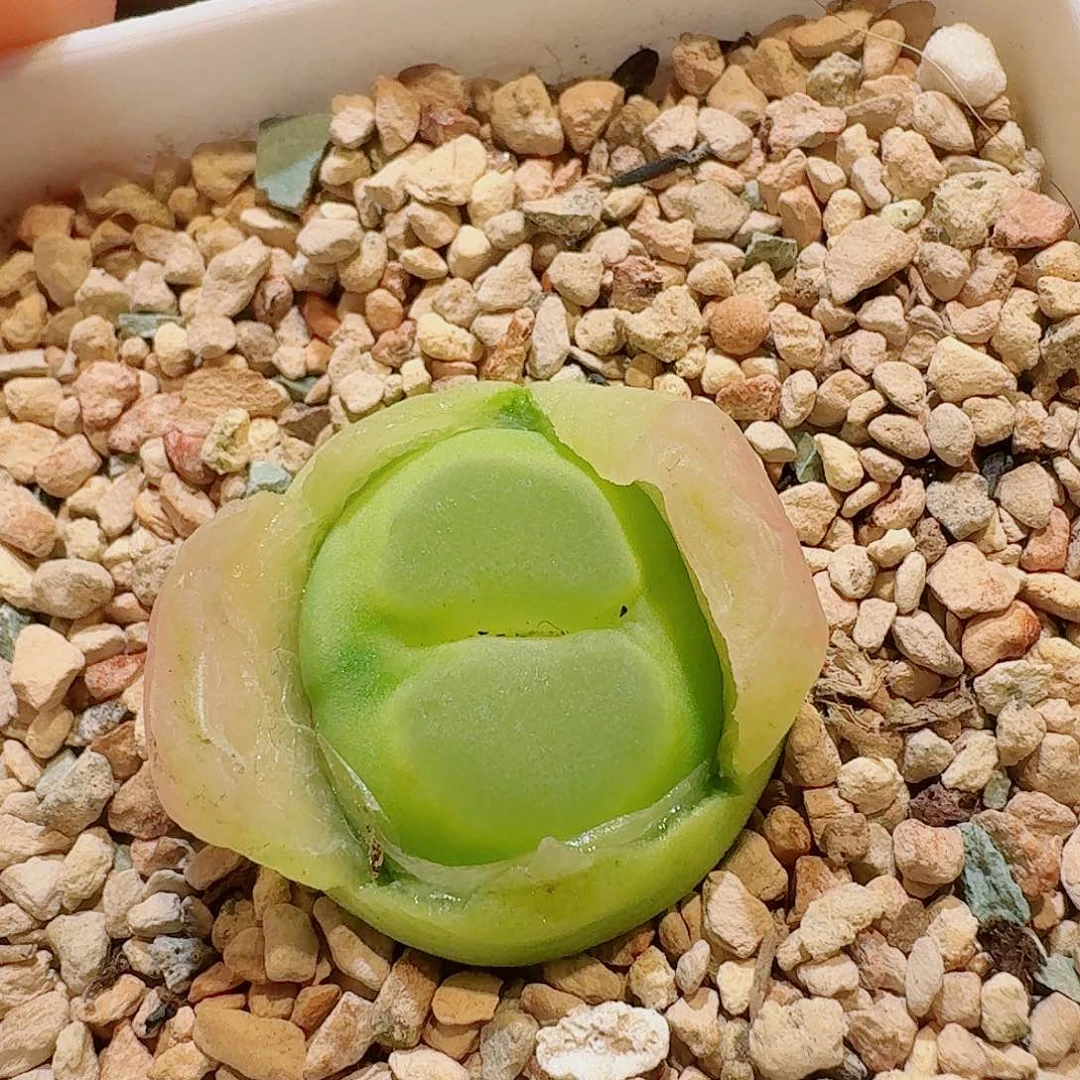 半****多肉植物多肉植物