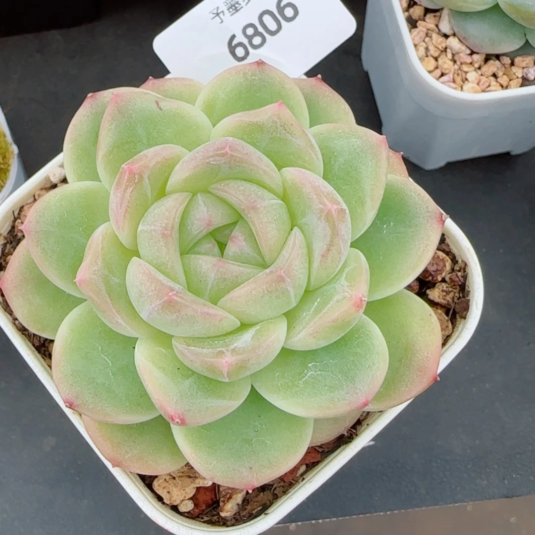 孤品，6806多肉植物