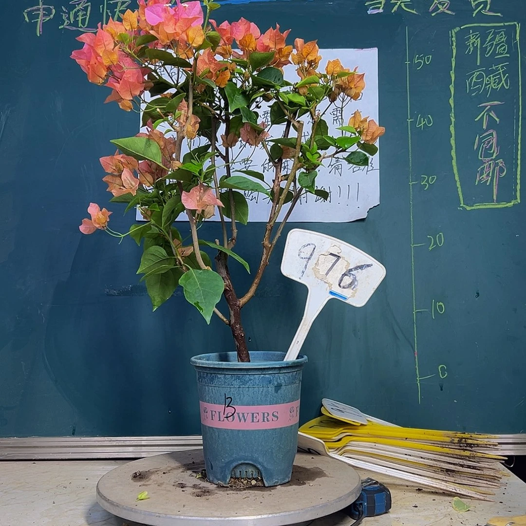 当前无花栽培后可以开花波伊斯玫瑰 976