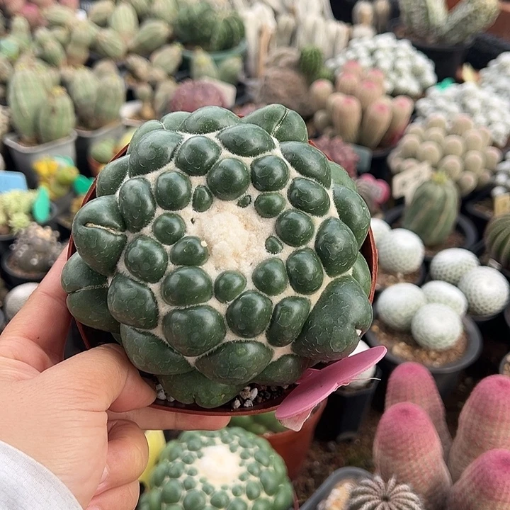 无花朵下次不能不吃不能不吃V