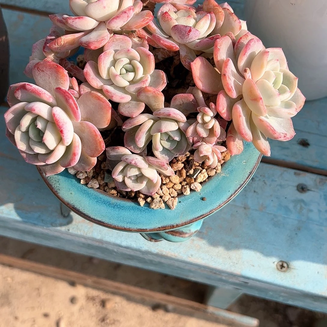 爱***?千山雪多肉植物脱土