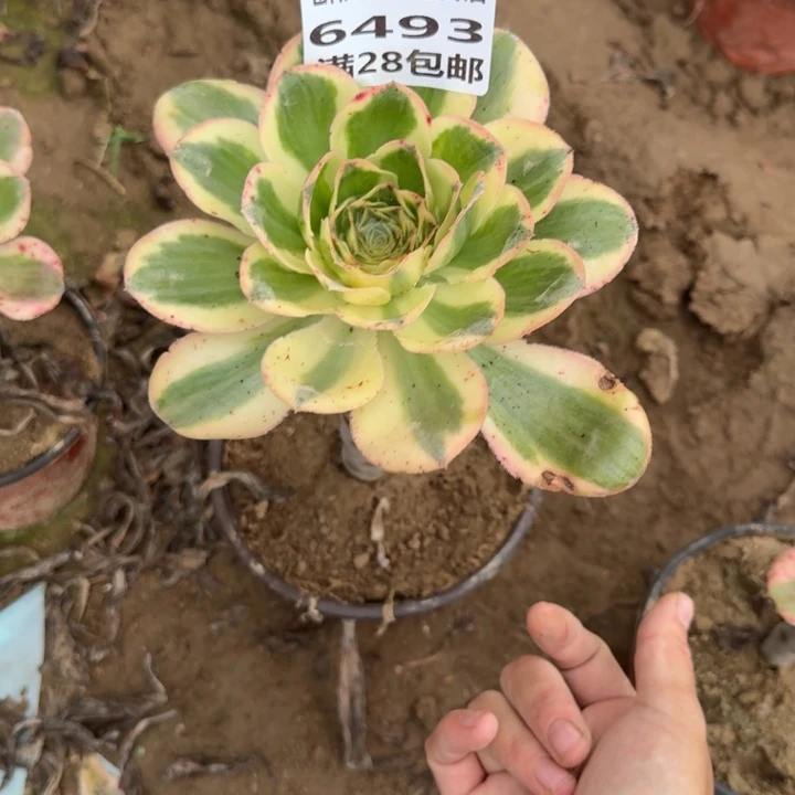 6493二号棚燕姿多肉C