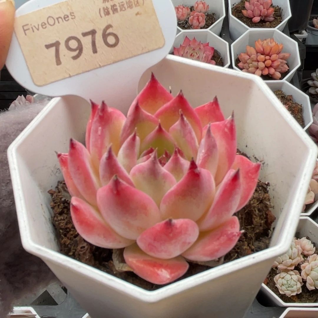 吉娃娃7976-5.0厘米