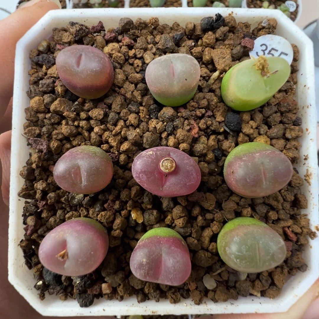 毛9颗脱土3550000