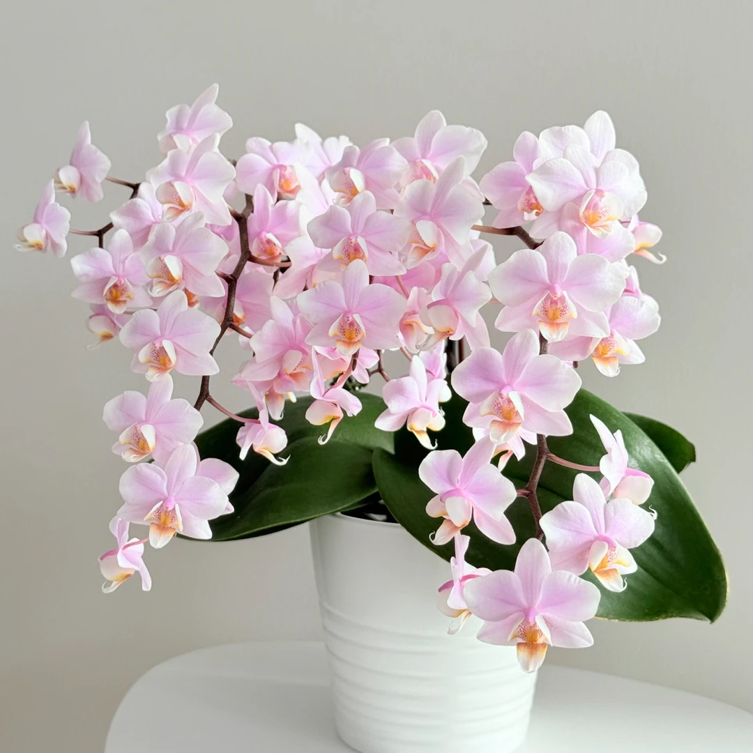 植得【3.5寸槟榔西施】蝴蝶兰三头苗