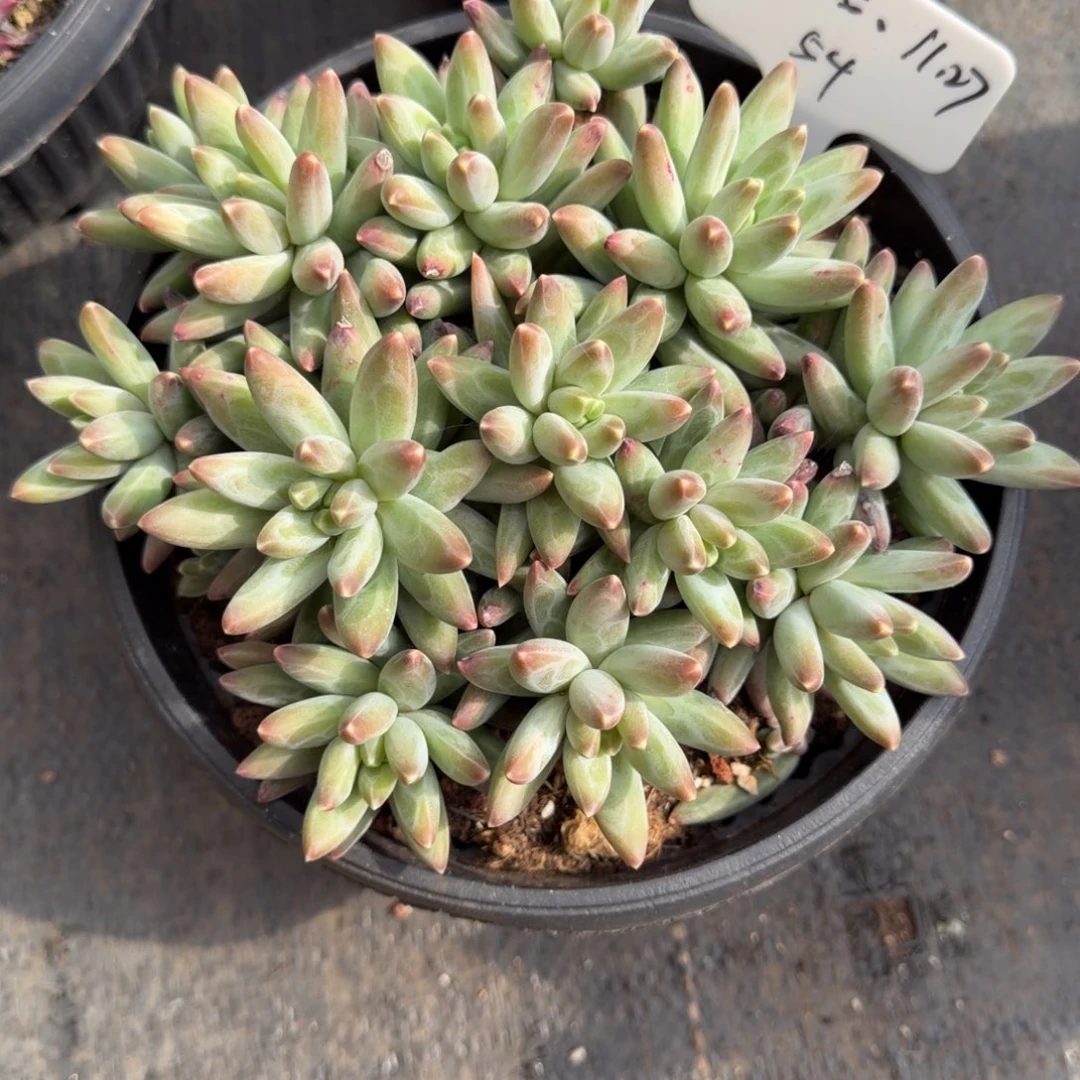 一物一拍超多头平头伊卡鲁斯54