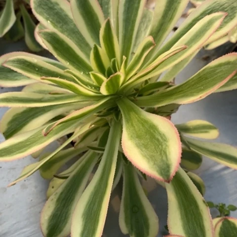 774保时捷满25包邮多肉