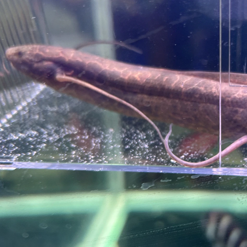 野生维多利亚肺鱼好养耐活无需打氧凶猛观赏鱼