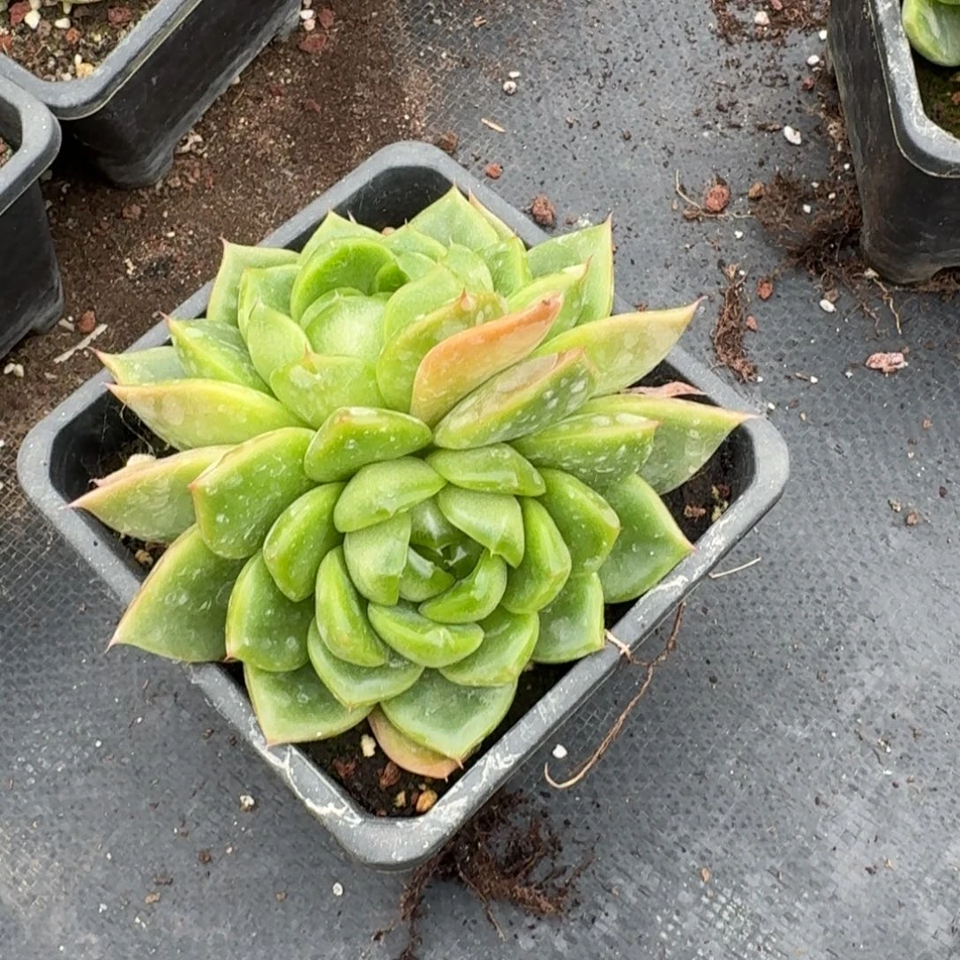 大绿翡翠珍妮双头一颗量拍18-70满盆