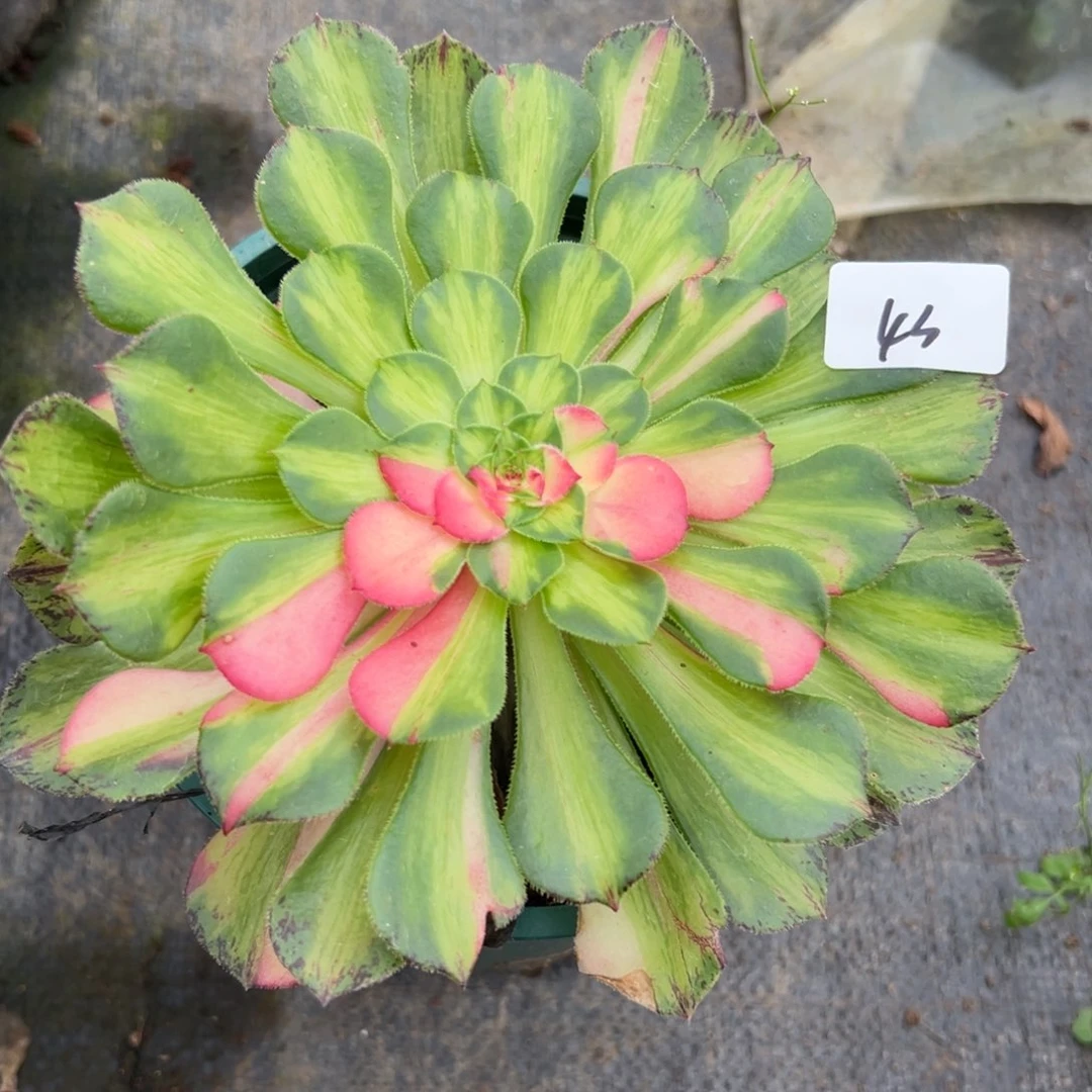 43知否多肉植物多肉