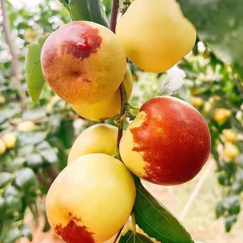 【王中王】脆甜沾化冬枣冰糖冬枣爆甜多汁新鲜冬枣5斤包邮