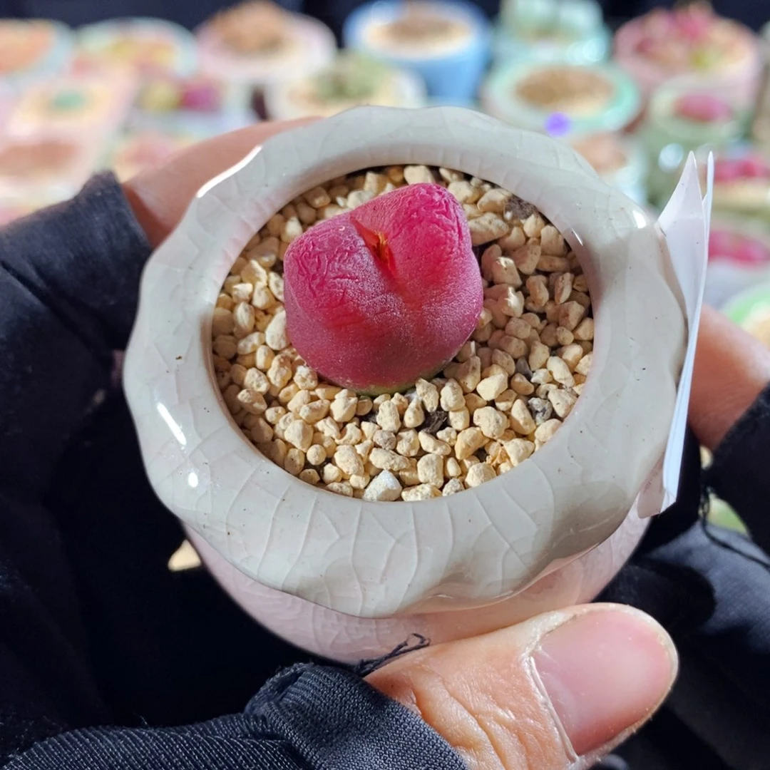 8004--一物一拍 带盆水蜜桃