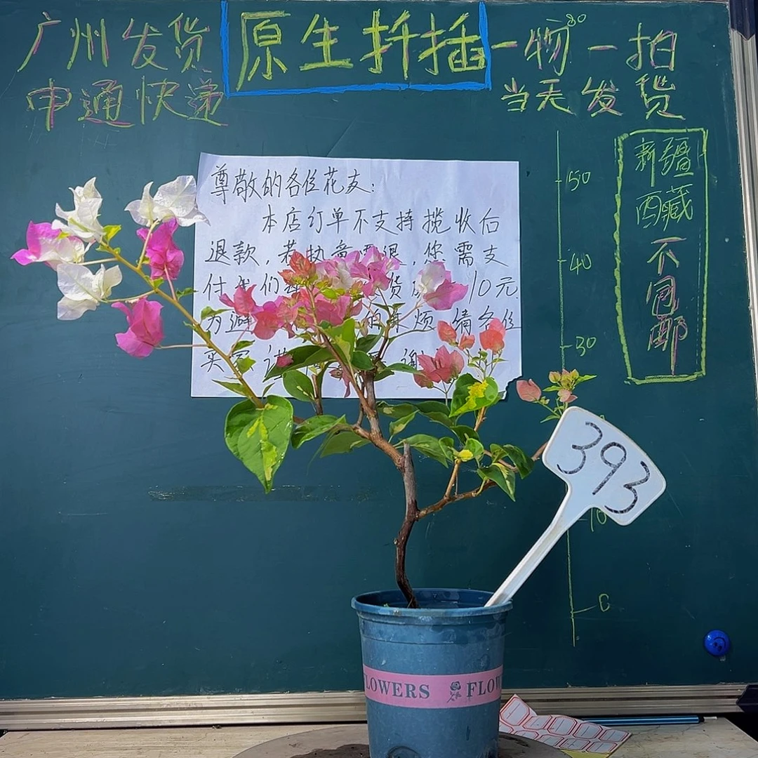 当前无花栽培后可以开花金心橙白 造型 393