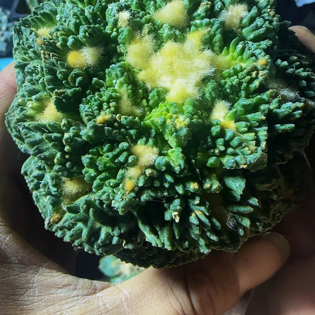 哥怒424仙人球开花