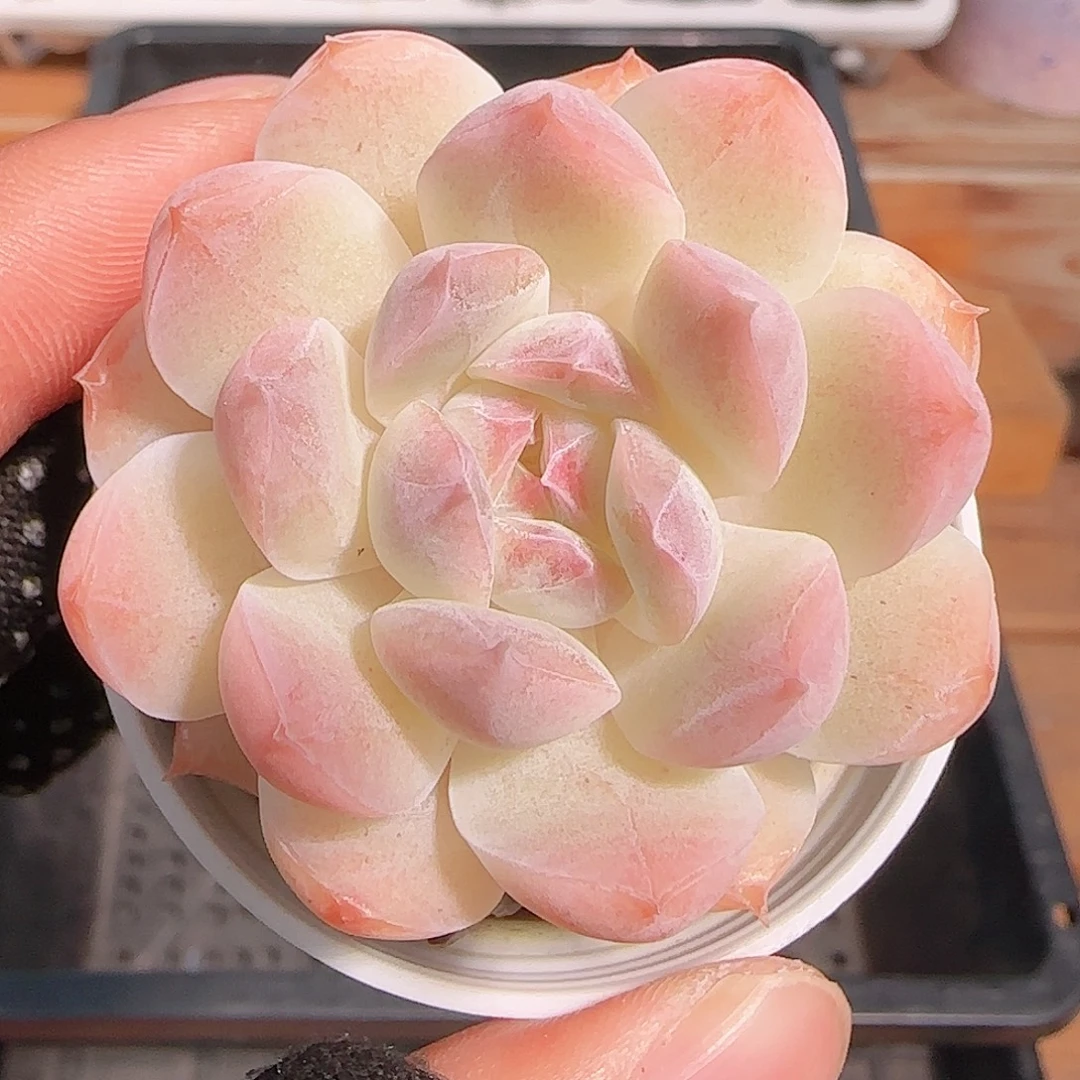 多肉1030--425白桃汽水